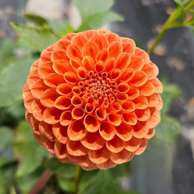 Camano Buz Dahlia