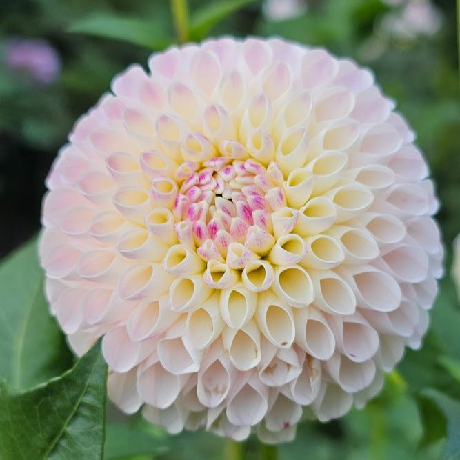 Camano Zoe Dahlia