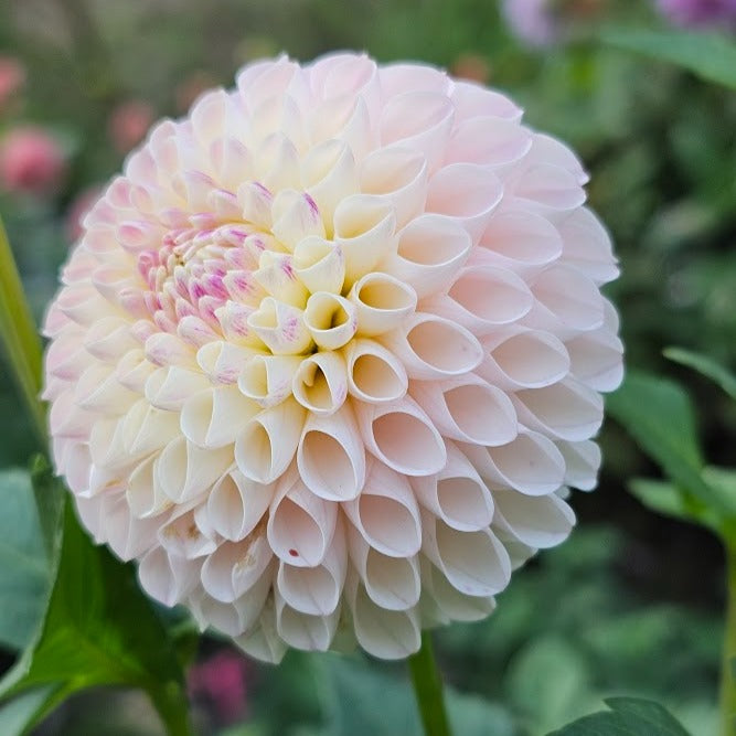 Camano Zoe Dahlia