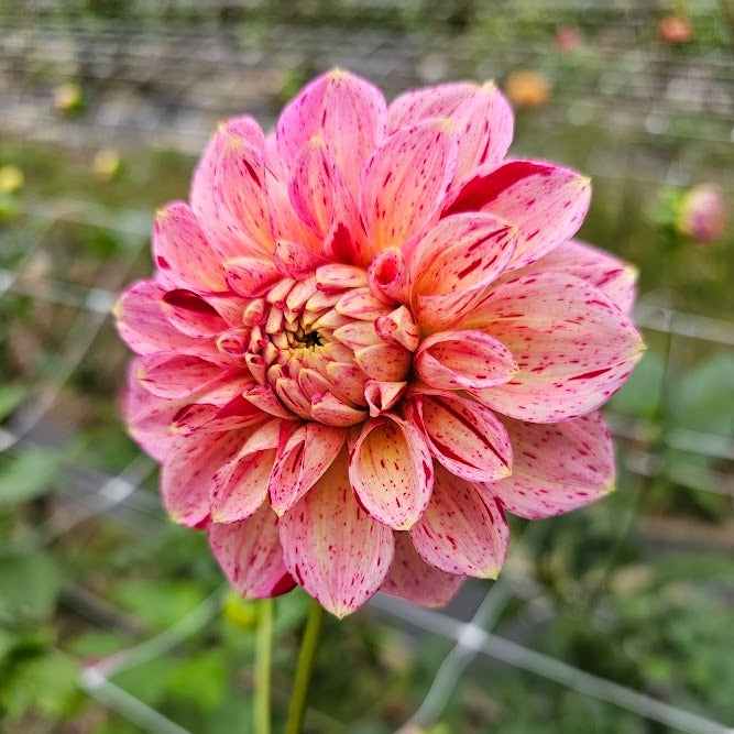 Carmen Fiesta Dahlia