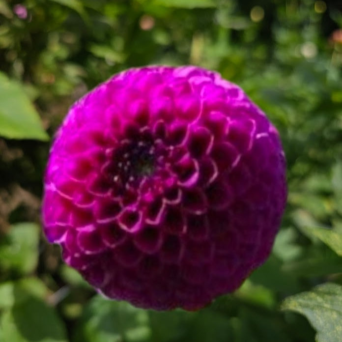 Chimacum Del Blomma Dahlia