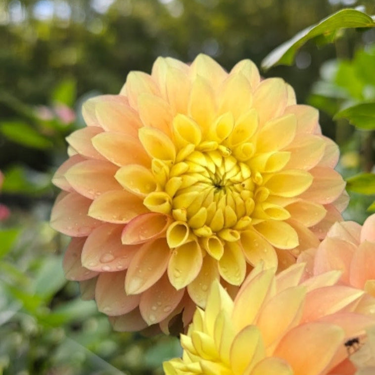 Clearview Crackerjack Dahlia - LIMIT 1