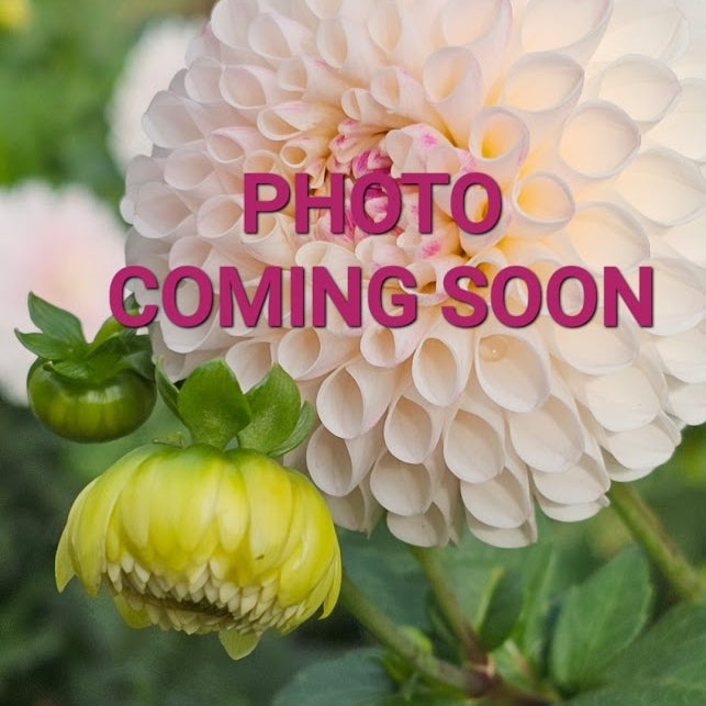 Camano Mordor Dahlia