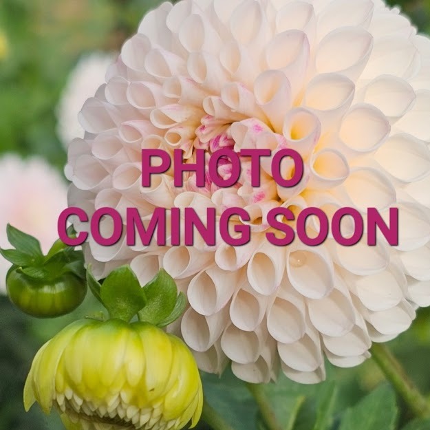 Test ONLY Who Me? Dahlia