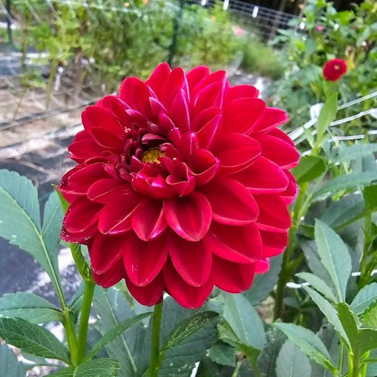 Coseytown Dollys Heart Dahlia