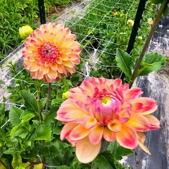 Coseytown Penny Dahlia