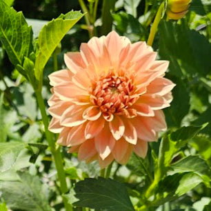 Country Sweetheart Tuber
