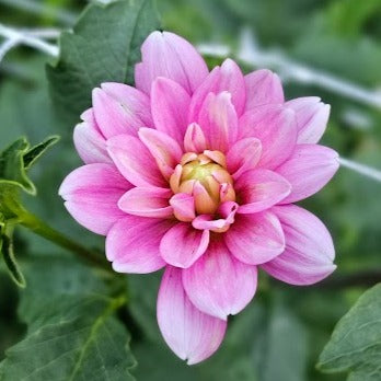Cutie Patootie Dahlia