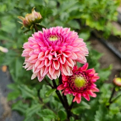 Daisy Duke Dahlia