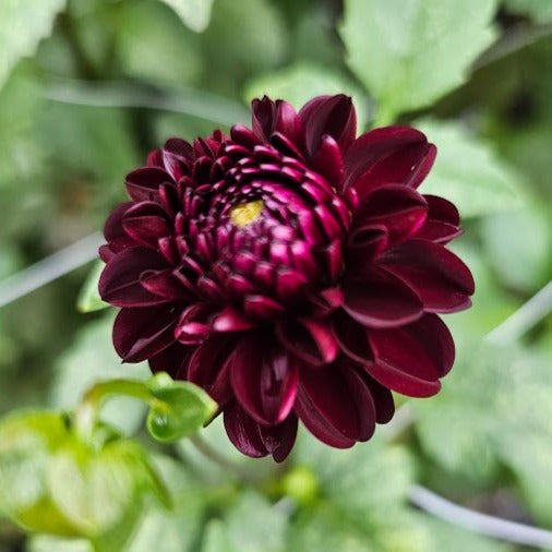 Dark Spirit Dahlia