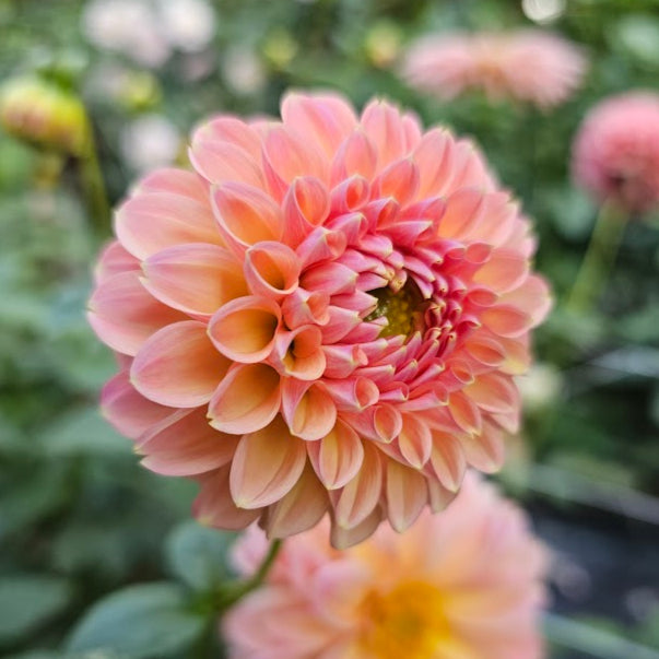 Dikara Superb Dahlia – Lucky Penny Flower Farm