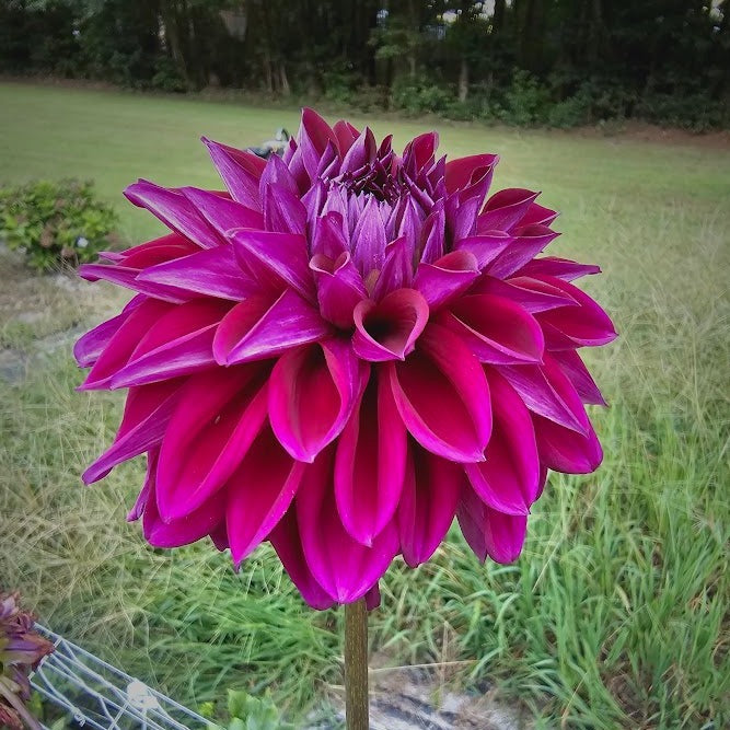 Diva Dahlia