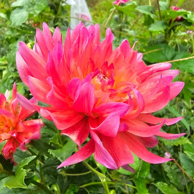 Dragonberry Dahlia