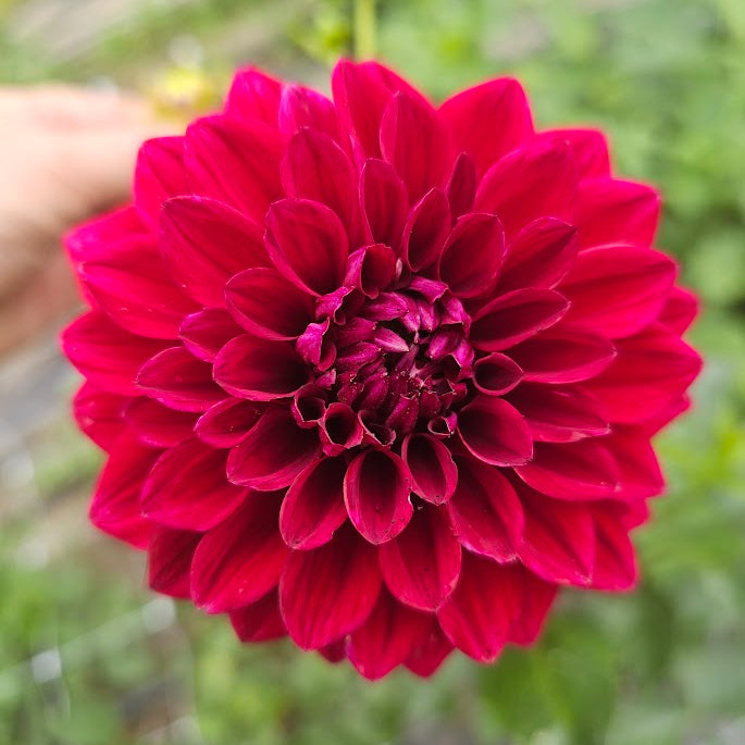Elks Twitterpation Dahlia