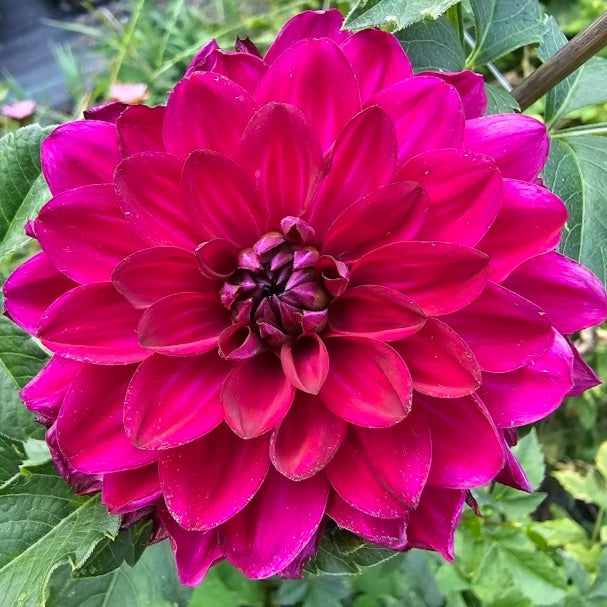 Fabulous Dahlia