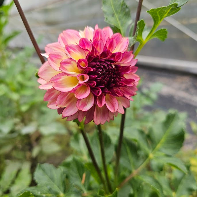 Ferncliff Thunder Dahlia