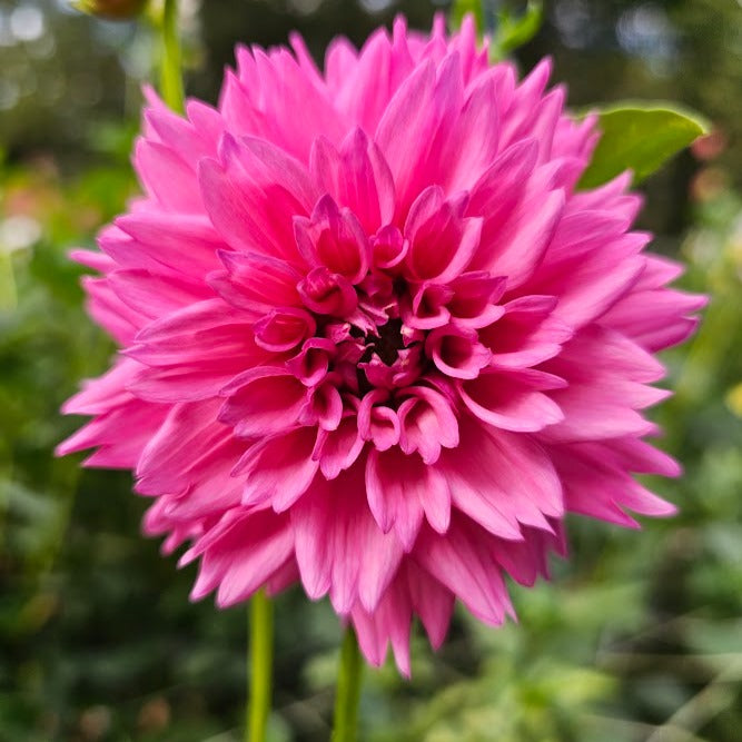 Fuzzy Wuzzy Dahlia