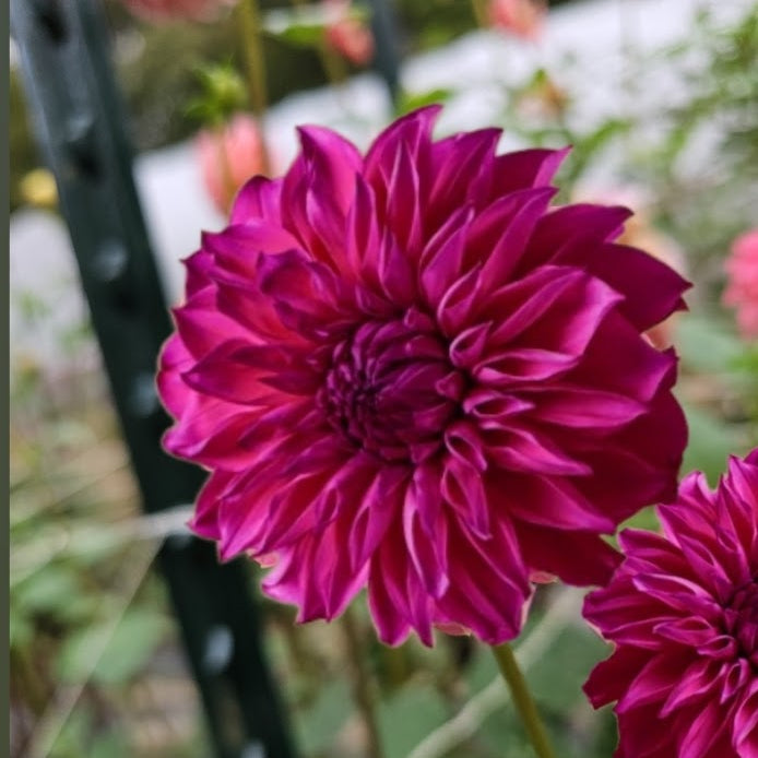 GG's Kalinda Dahlia