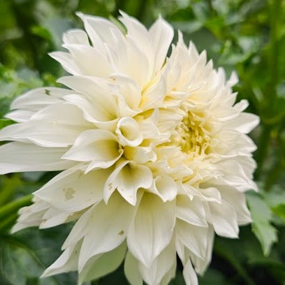 Gitts Attention Dahlia