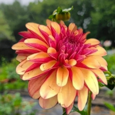 Gitts Crazy Dahlia