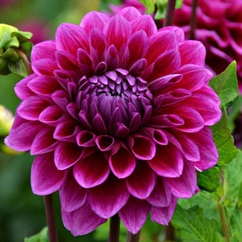 Gonzo Grape Dahlia