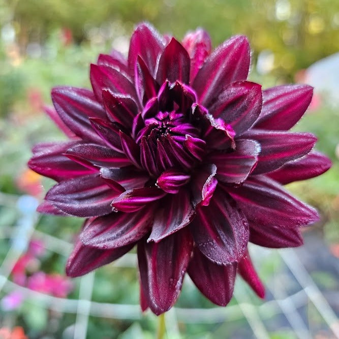 Hollyhill Black Beauty Dahlia