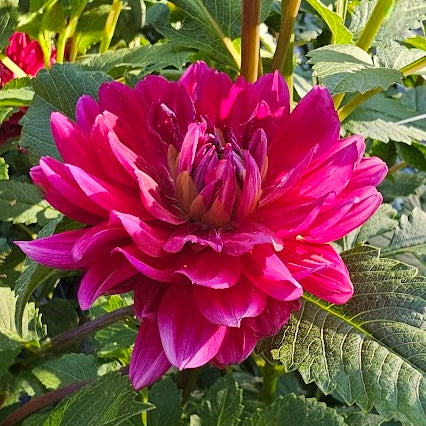Hollyhill Pandora Tuber
