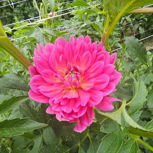 Hollyhill Daydream Tuber