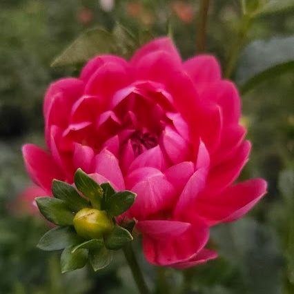 Hollyhill Daydream Tuber