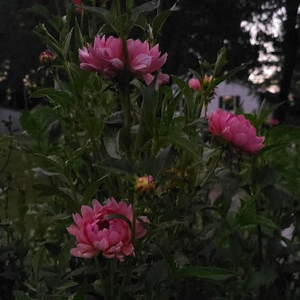 Hollyhill Daydream Tuber