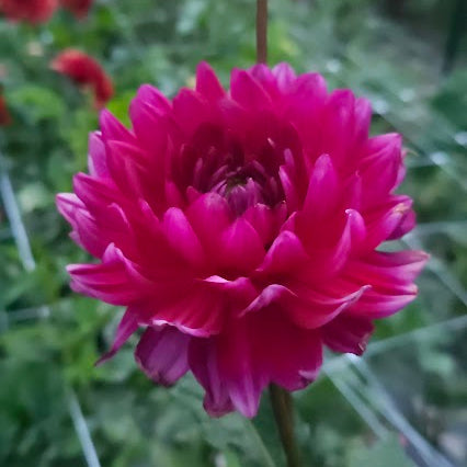 Hollyhill Pandora Tuber