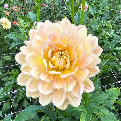 Hollyhill Serenity Tuber