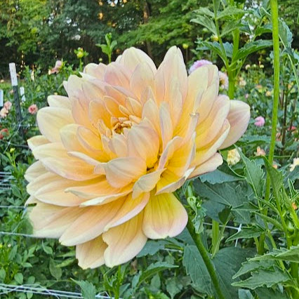 Hollyhill Serenity Tuber