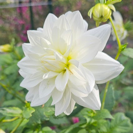 I Do Dahlia