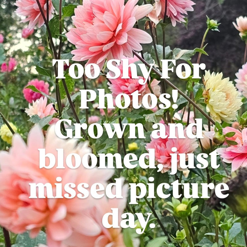 Normandie Wedding Day Dahlia