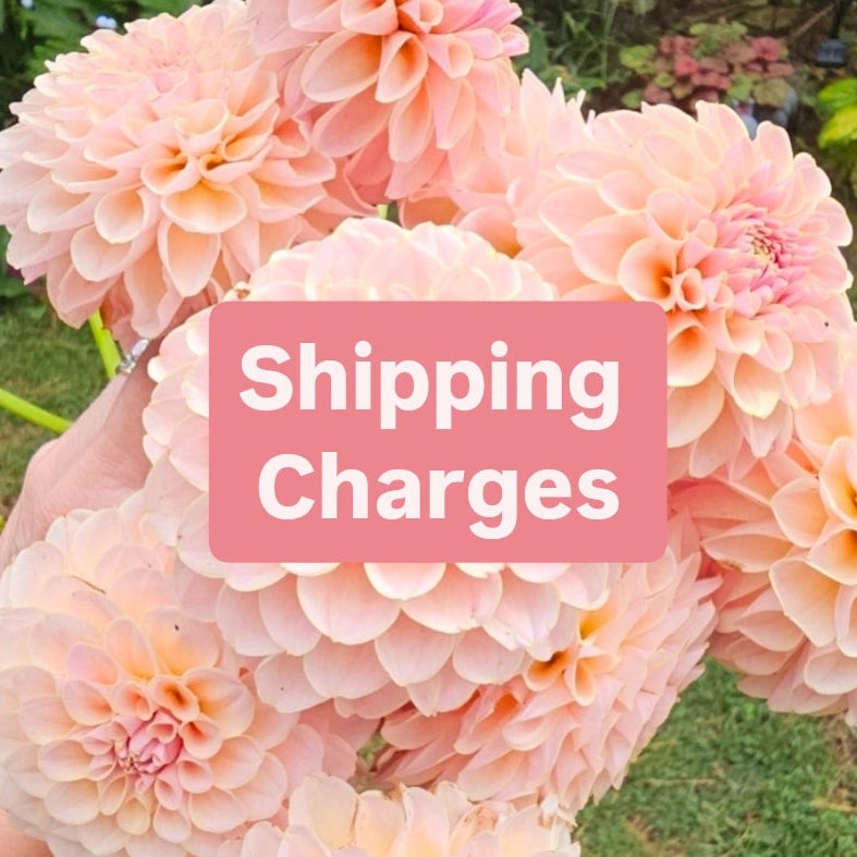 Shipping