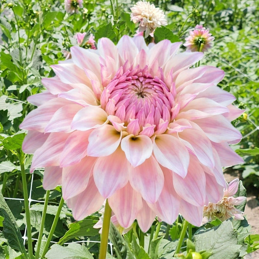 Bloomquist Compare Dahlia