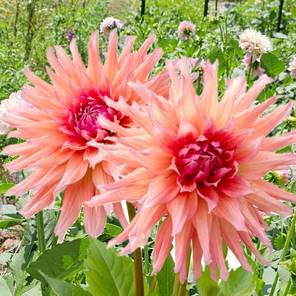 Wyn's Pinking of You Dahlia