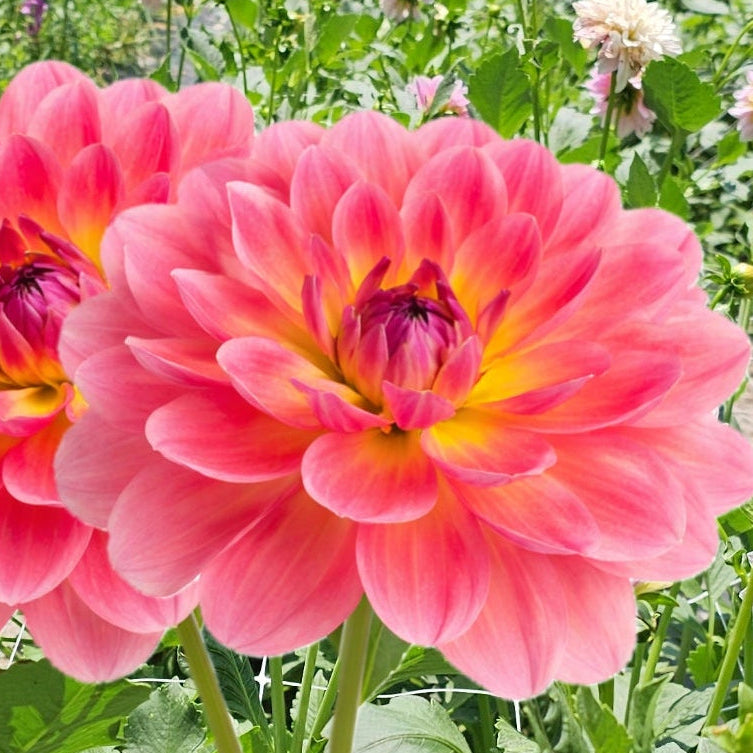 Wildwood Marie Dahlia