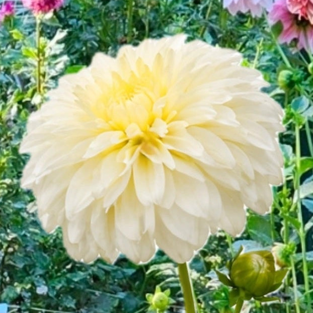 Korb River Bend Jean Dahlia