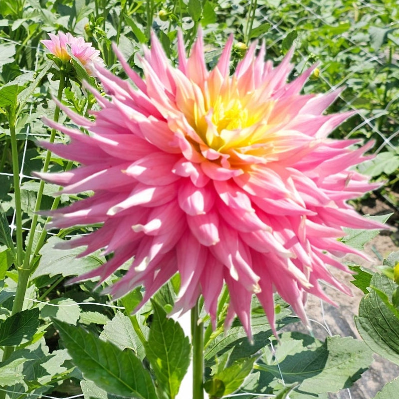Clearview Jonas Dahlia
