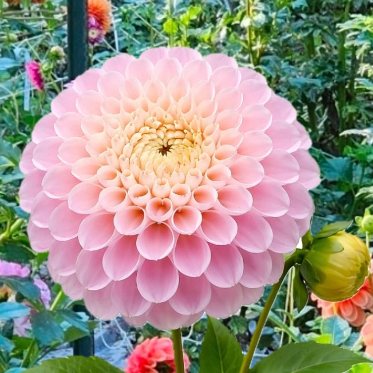 Wizard of Oz Dahlia