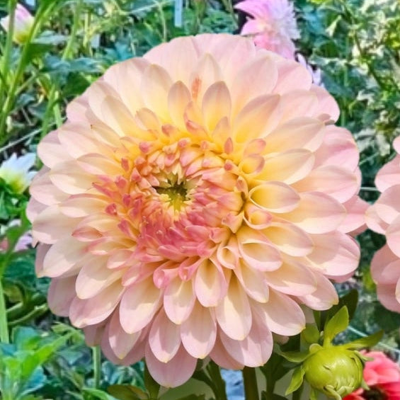 Arnside Rose Dahlia