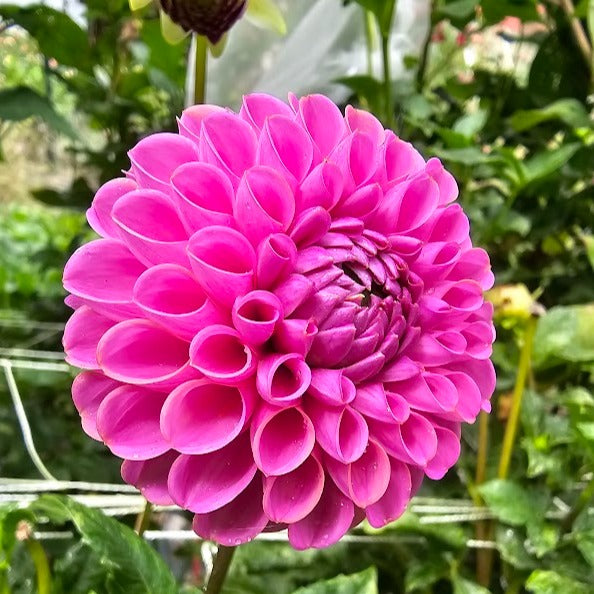Isabel Dahlia