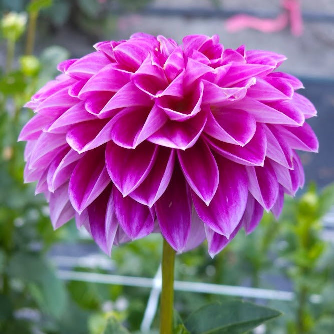 Jowey Marilyn Dahlia