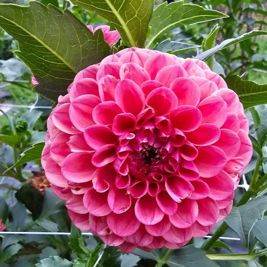 KA's® Blood Orange Dahlia - * PLEASE READ DESCRIPTION