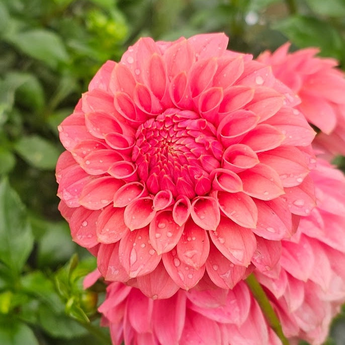 KA's® Keltie Rose Dahlia - LIMIT 1 PLEASE READ DISCRIPTION!