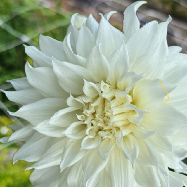 KA's® Khaleesi Dahlia - LIMIT 1 * PLEASE READ DISCRIPTION!