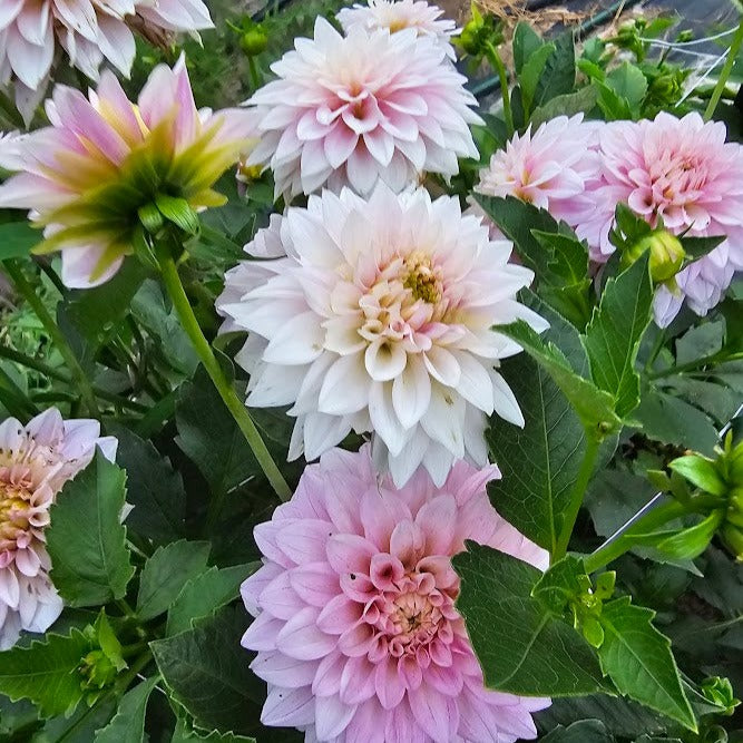 KA's® Mocha Jake Dahlia - LIMIT 1 * PLEASE READ DESCRIPTION