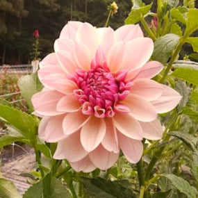 KA's® Penny Lane Tuber - LIIMIT 1 * PLEASE READ DESCRIPTION!